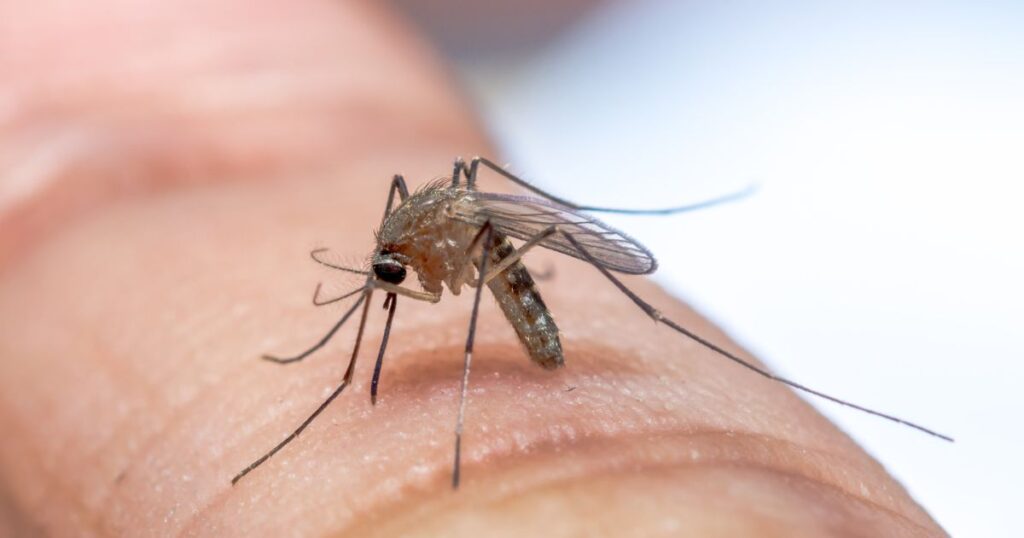 Mosquito Control for Recreational Spaces