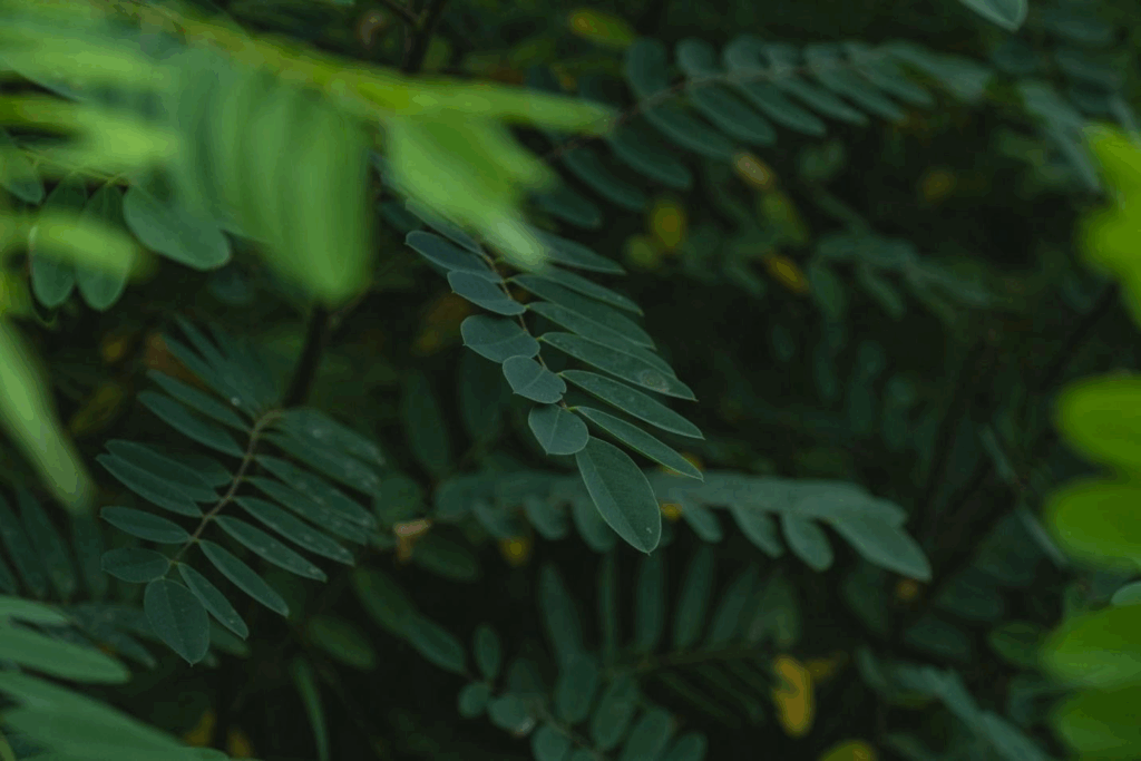 Designing Landscapes with Acacia Trees